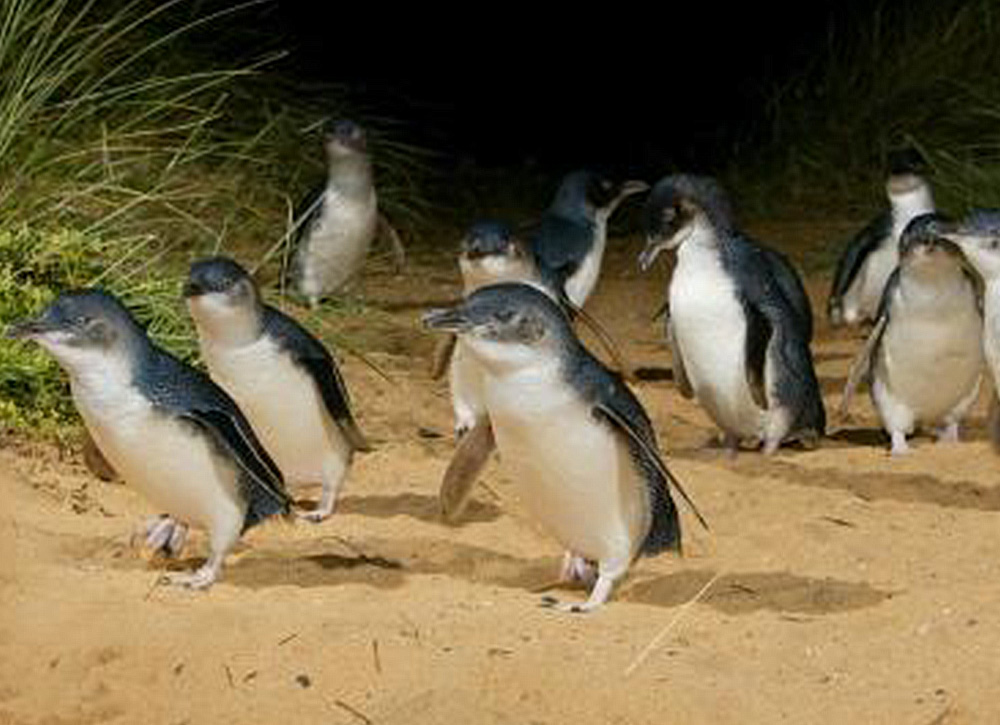 phillip-island penguin